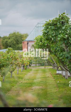 Verger luxuriant avec des arbres verts et de l'herbe soigneusement taillée sous le ciel couvert au début de l'automne Banque D'Images