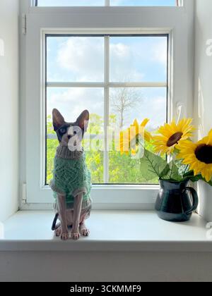 Chat canadien Sphynx en pull tricoté debout fièrement sur un rebord de fenêtre avec un vase de grands tournesols jaunes. Ciel bleu et verdure de jardin sont visib Banque D'Images