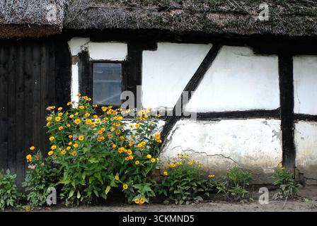 Faux tournesols jaune vif (Heliopsis) fleurissant devant une ancienne ferme à colombages au toit de chaume. Banque D'Images