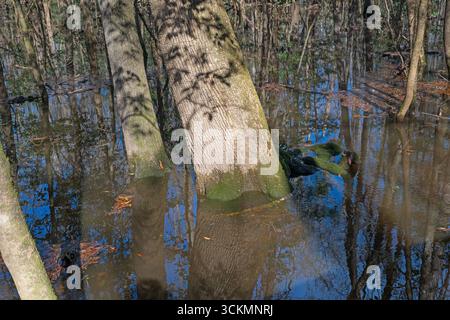De vieux arbres qui assombrissent les eaux inondables dans le parc national de Congaree en Caroline du Sud Banque D'Images