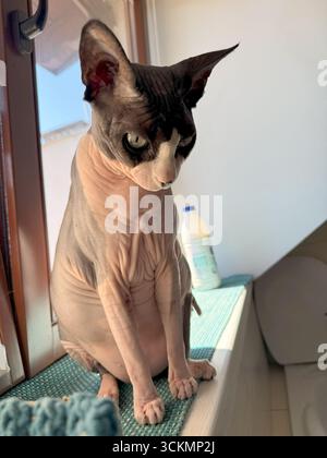 Un chat canadien Sphynx est assis gracieusement sur un rebord de fenêtre, baigné de lumière naturelle. La photo met en évidence la peau sans poils unique du chat et son exp curieux Banque D'Images