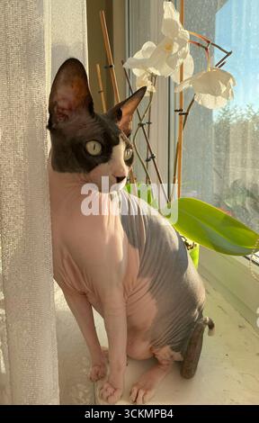 Un chat Sphynx canadien est assis à côté d'une orchidée blanche sur un rebord de fenêtre, regardant attentivement à l'extérieur. La lumière naturelle chaude met en valeur le chat et le Banque D'Images