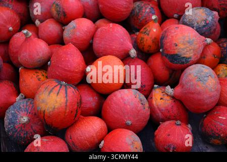 Collection de citrouilles rouges – gros plan de citrouilles rouge-orange, concept rustique de récolte d'automne saisonnière avec des couleurs vibrantes. Banque D'Images