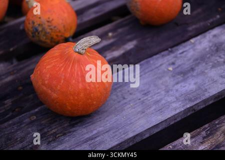 Citrouille sur palette en bois – citrouille orange unique reposant sur une surface en bois rustique, nature morte de récolte d'automne. Banque D'Images