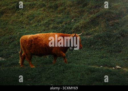 Vache des Highlands marchant dans le champ – vache brune Shaggy broutant et marchant dans la prairie, scène de campagne pastorale rustique. Banque D'Images