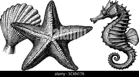 Gravure vintage Ocean Life avec étoiles de mer, hippocampe et coquillage pour un décor nautique. Illustration de Vecteur