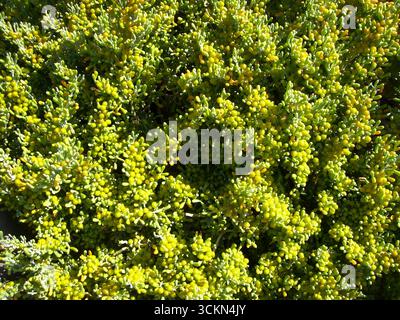 Gros plan de Sedum acre jaune fleuri (piquant de pierre), un succulent couvert de sol robuste utilisé dans les jardins de rocaille et les paysages secs. Banque D'Images