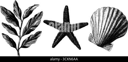 Illustration gravée d'algues, étoiles de mer et feuilles de coquillage pour la conception marine. Illustration de Vecteur