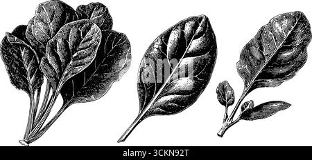 Illustration botanique gravée de bouquet d'épinards et de feuilles pour le design vintage. Illustration de Vecteur