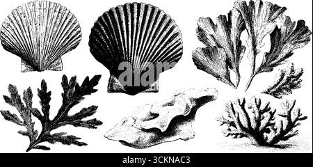 Ensemble d'illustration gravé de coquilles Saint-Jacques et de plantes marines pour décor nautique. Illustration de Vecteur
