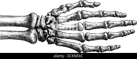 Gravure détaillée des os de la main et du poignet humains pour la conception éducative et médicale. Illustration de Vecteur