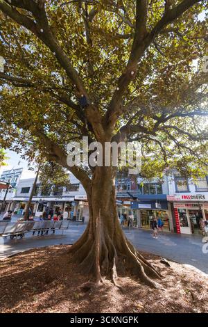 Un arbre expansif aux racines épaisses se trouve en bonne place dans une zone commerçante urbaine, entouré de boutiques et de piétons profitant d'une journée ensoleillée, offrant un Banque D'Images