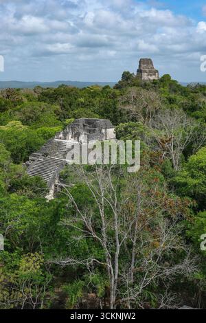 Flores, Guatemala - 12 juin 2025 : Tikal est les ruines d'une ancienne ville maya à Flores, département de Peten, Guatemala. Banque D'Images