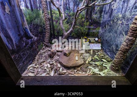 Un terrarium affichant l'additionneur de mort du nord au milieu d'un habitat naturel de style forêt. La configuration comprend du feuillage artificiel, des roches et des informat Banque D'Images
