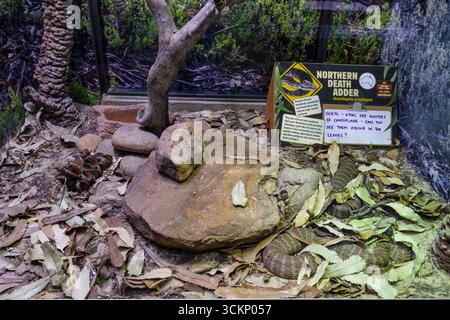Une exposition zoologique mettant en vedette l'Adder de la mort du Nord camouflé au milieu de son habitat naturaliste avec une signalisation éducative descriptive. L'environ Banque D'Images