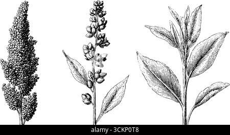 Ensemble d'illustration botanique gravé de grains de quinoa et de plantes de millet pour des dessins naturels. Illustration de Vecteur