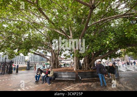 Un immense arbre se dresse en bonne place dans un parc urbain animé tandis que les visiteurs se détendent sur des bancs et interagissent autour de The Rocks, Sydney Banque D'Images