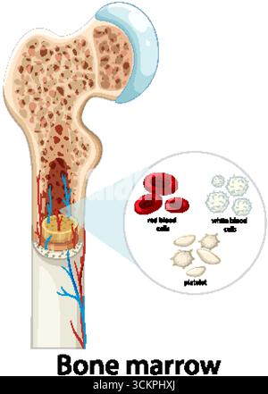 Illustration vectorielle détaillée de l'anatomie de la moelle osseuse, des types de cellules sanguines et de la structure vasculaire dans l'os Illustration de Vecteur