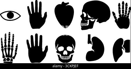 Silhouettes anatomiques représentant les mains, les pieds, les yeux, les oreilles, le nez, et les éléments du squelette humain. Illustration de Vecteur