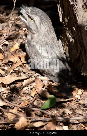 la mouche-mouche fauve a un gris tacheté, blanc, noir et roux – les motifs de plumes les aident à imiter les branches d'arbres mortes Banque D'Images