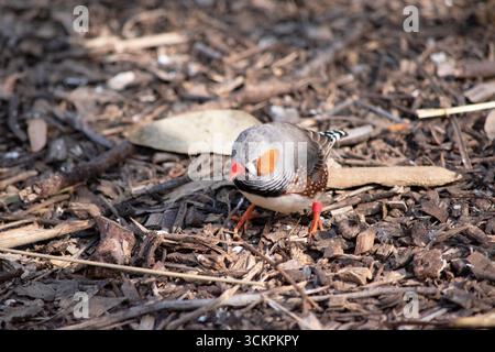 le zèbre mâle finch a un corps gris avec un blanc sous le ventre avec une queue noire et blanche. Il a des joues orange et une bande noire sur son visage Banque D'Images