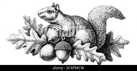 Conception d'art géométrique de silhouette d'écureuil et de glands pour les amateurs de nature. Illustration de Vecteur