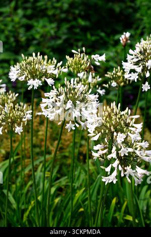 Gros plan sur les fleurs blanches de la floraison estivale africaine Lily agapanthus praecox maximus albus. Banque D'Images