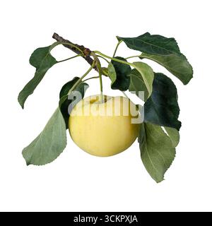 Branche avec une pomme jaune mûre isolée sur blanc Banque D'Images