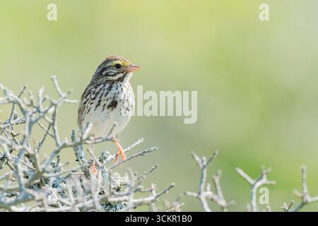 Moineau de la savane, Passerculus sandwichensis, adulte seul perché dans la brousse, parc provincial Rainbow Haven Beach, Halifax, Nouvelle-Écosse, Canada Banque D'Images
