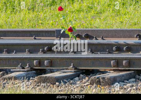 Auschwitz, Pologne, 6 août 2025. Camp de concentration et d'extermination d'Auschwitz Birkenau. Roses sur les rails en hommage aux victimes.. Banque D'Images