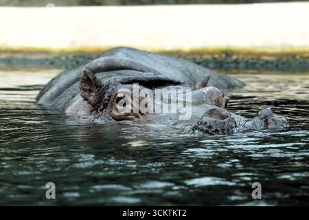 Gros plan portrait de la tête d'un hippopotame nageant (Hippopotamus amphibius) se cachant dans l'eau du Nil Banque D'Images