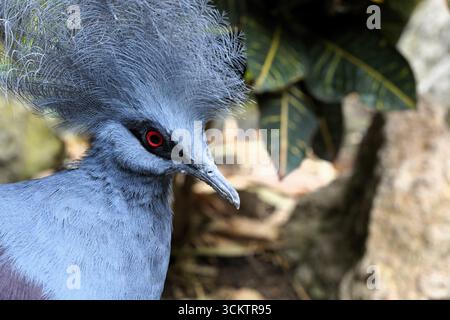 Gros plan d'un pigeon couronné occidental (goura cristata) avec ses belles plumes bleues et une crête majestueuse sur sa tête Banque D'Images