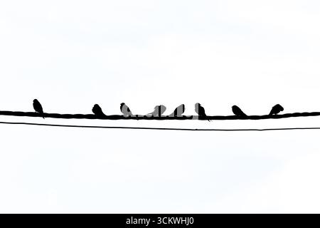 hirondelles de grange (hirundo rustica) sur un fil (câble, ligne) en silhouette, oiseaux noirs sur fond blanc. Banque D'Images
