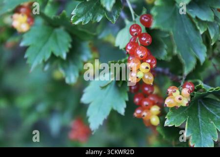 groseilles rouges fraîches poussant sur un buisson, gros plan avec des feuilles vertes Banque D'Images