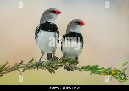 Diamond Firetail Stagonopleura guttata Banque D'Images