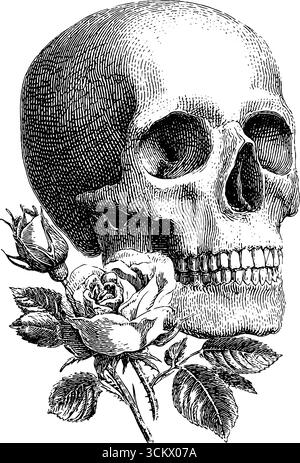Crâne vintage avec gravure de rosiers pour un design et un décor uniques. Illustration de Vecteur