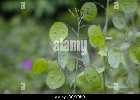Gros plan sur Lunaria annua communément appelé Honesty annuel Banque D'Images