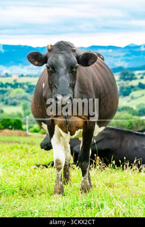 Vache laitière noire et blanche debout dans un pâturage vert, avec une autre vache couchée en arrière-plan et des montagnes au loin Banque D'Images