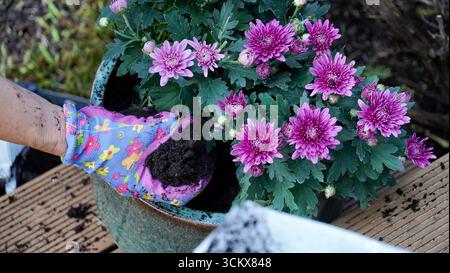 Gros plan de mains de femme âgée plantant des chrysanthèmes colorés dans le jardin d'automne Banque D'Images