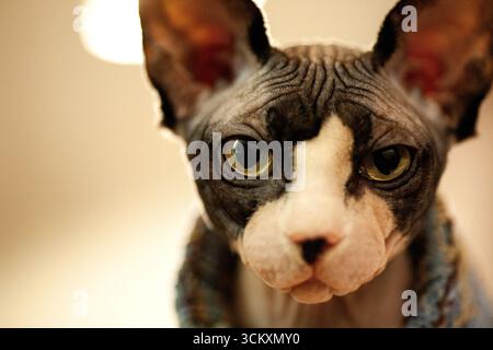 Un portrait rapproché d'un chat Sphynx canadien montre son visage expressif et ses yeux verts saisissants. Le cadre intérieur met en valeur la race Banque D'Images