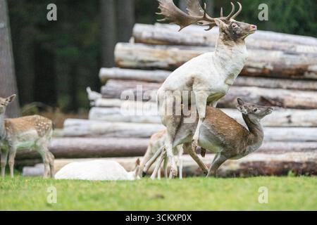 Damwild Brunft-Höhepunkt Damwild Ende Oktober, Brunft Damwild zum Brunfthöhepunkt *** cerfs en jachère crête des cerfs en jachère fin octobre, automne Banque D'Images