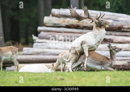 Damwild Brunft-Höhepunkt Damwild Ende Oktober, Brunft Damwild zum Brunfthöhepunkt *** cerfs en jachère crête des cerfs en jachère fin octobre, automne Banque D'Images