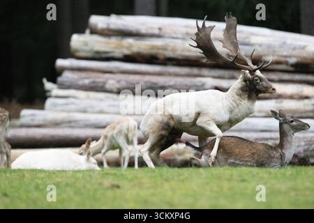 Damwild Brunft-Höhepunkt Damwild Ende Oktober, Brunft Damwild zum Brunfthöhepunkt *** cerfs en jachère crête des cerfs en jachère fin octobre, automne Banque D'Images