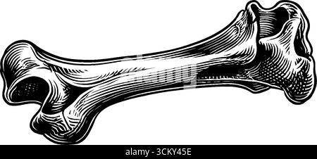 Illustration détaillée en noir et blanc d'une coupe transversale d'os fémoral humain. Illustration de Vecteur