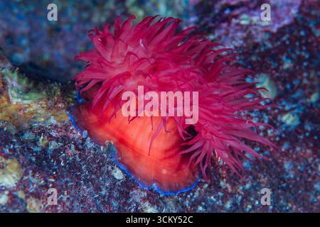 Actinia mediterranea Banque D'Images