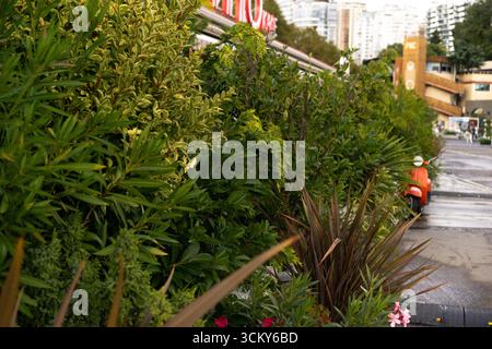 Skater glisse dans une rue urbaine bordée de verdure luxuriante, entourée d'accents sombres et de touches de rouge profond Banque D'Images