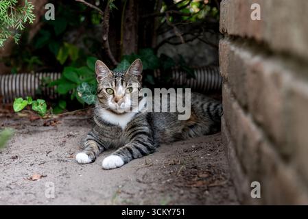 chat reposant paisiblement sur le sol dans le jardin à côté d'un mur de briques. beauté féline. Banque D'Images