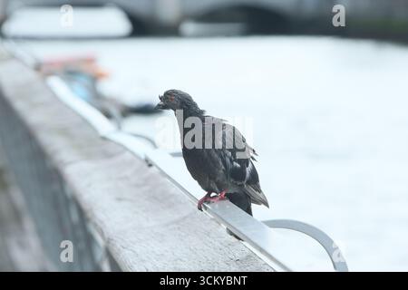 Dublin, Irlande - 12 septembre 2025 - Un pigeon hagard à l'air scrawny sur les balustrades de la promenade dans le centre-ville de Dublin Banque D'Images