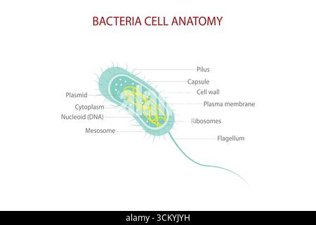 Diagramme d'anatomie cellulaire bactérienne avec des parties marquées, y compris nucléoïde, ribosomes, flagelle et membrane plasmique. Illustration de Vecteur