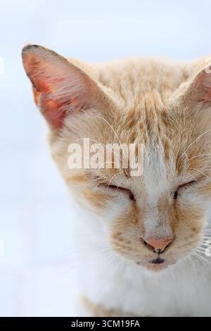 Gros plan d'un chat blanc orange endormi Banque D'Images